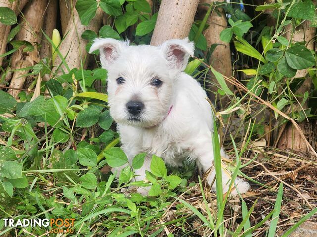 Two playful West Highland White Terrier pups for sale.