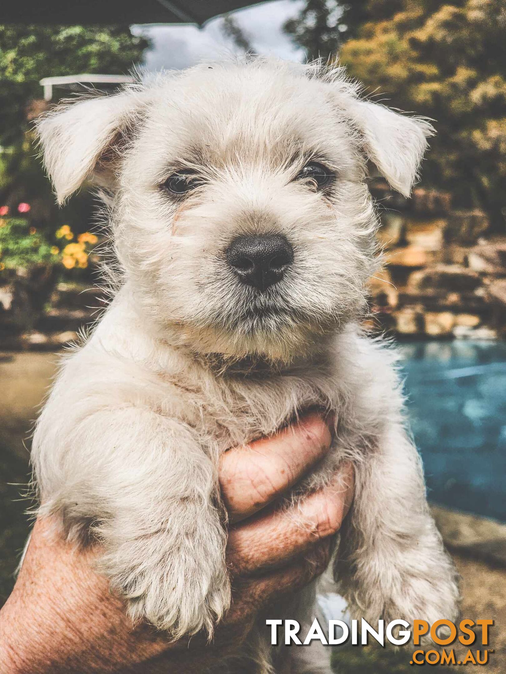 One playful West Highland White Terrier pup for sale.