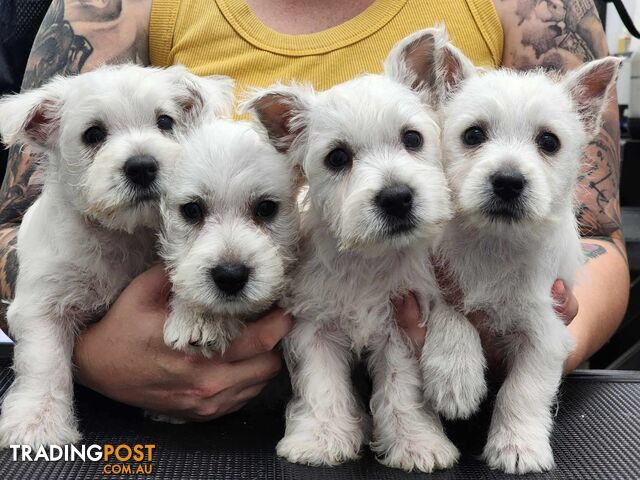 Three playful West Highland White Terrier puppies for sale.