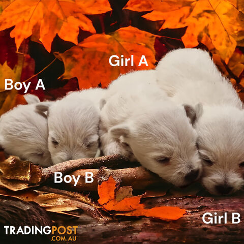 One playful West Highland White Terrier pup for sale.