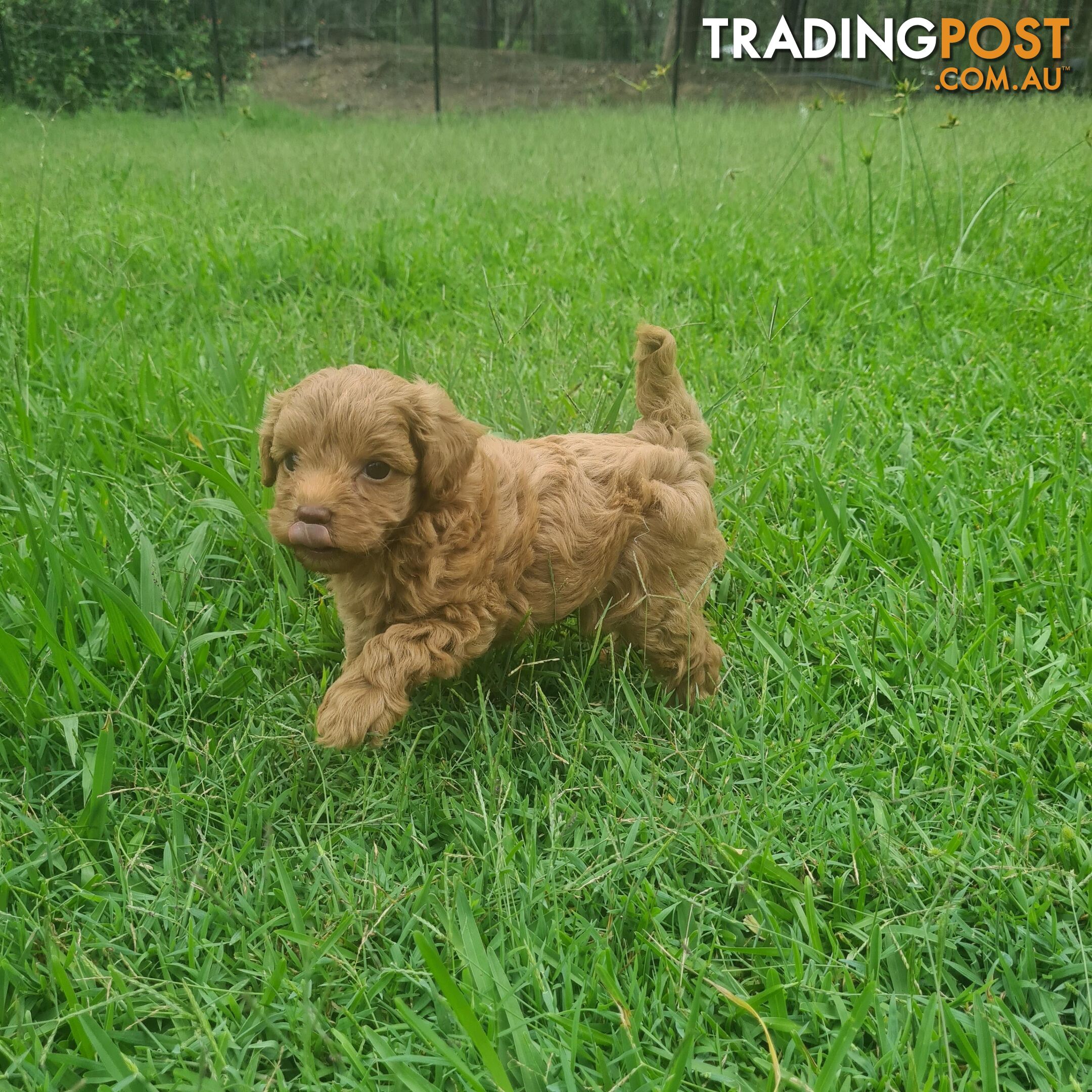 Toy Cavoodle Puppy