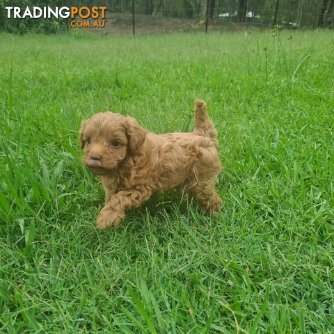 Toy Cavoodle Puppy