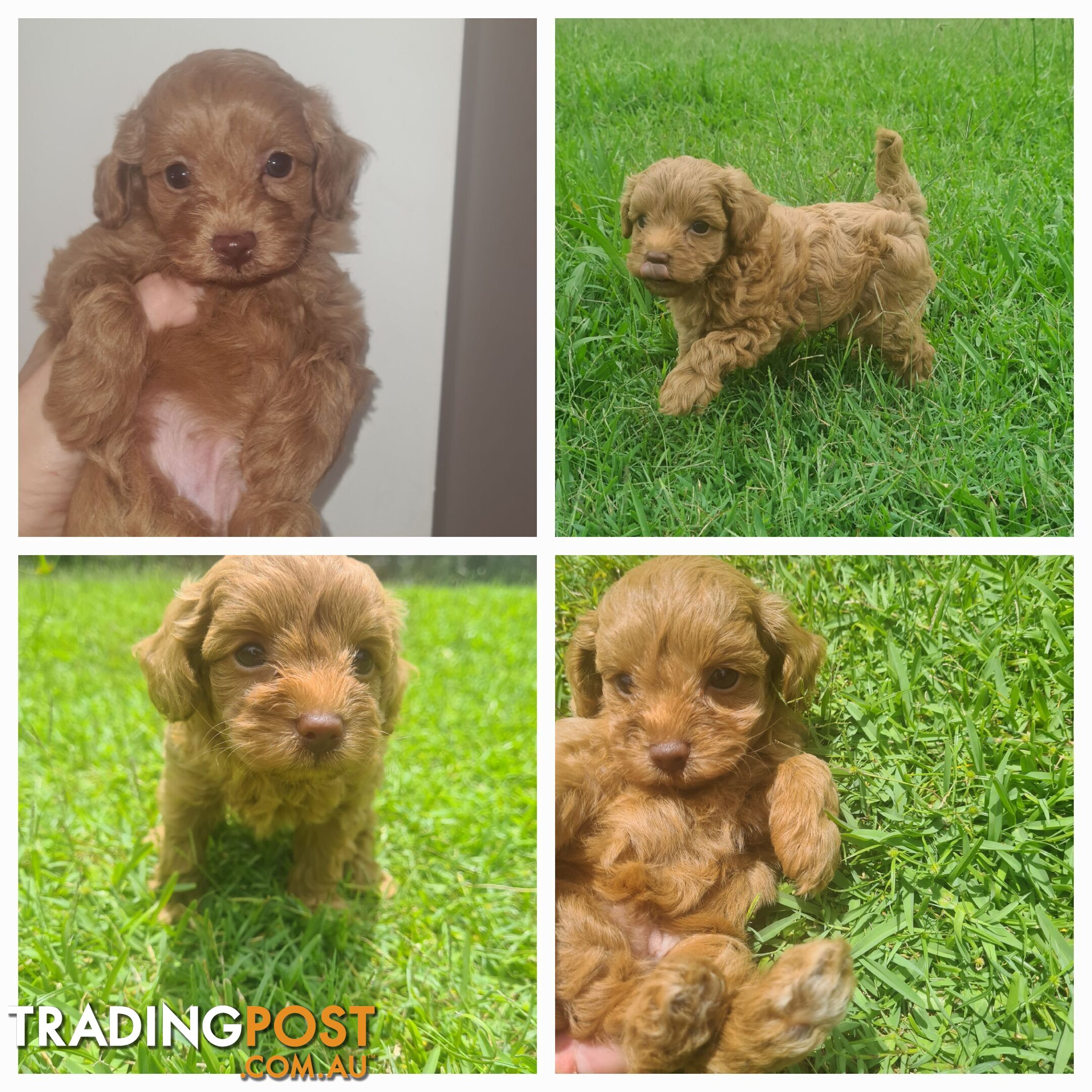 Toy Cavoodle Puppy