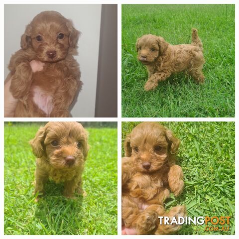 Toy Cavoodle Puppy