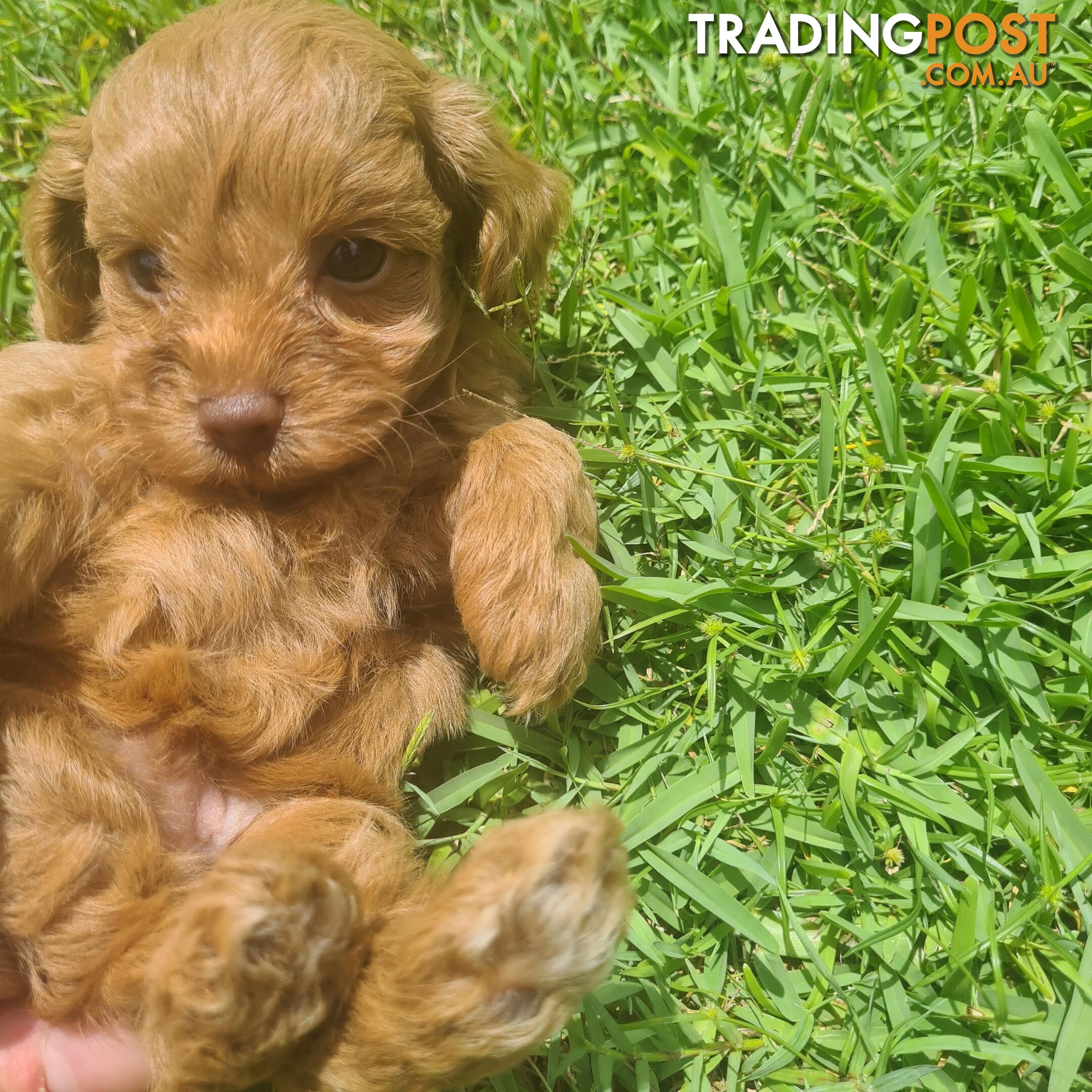 Toy Cavoodle Puppy