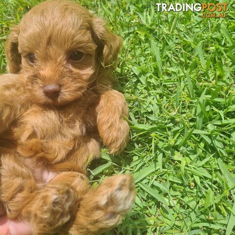 Toy Cavoodle Puppy