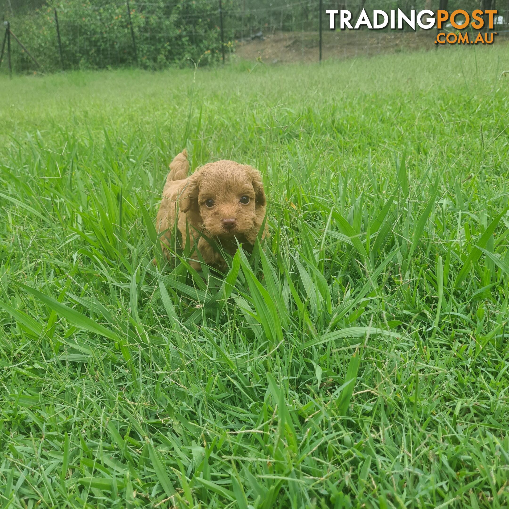 Toy Cavoodle Puppy