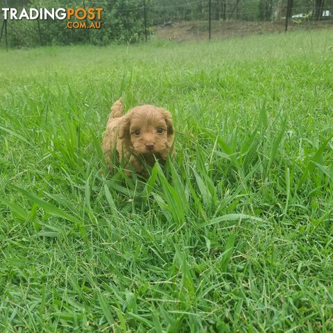 Toy Cavoodle Puppy