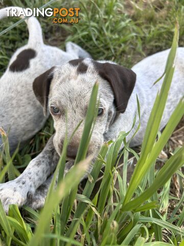 Pointer X German Shorthaired Pointer x Puppies