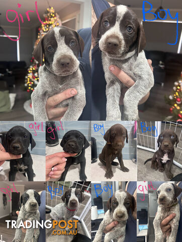 Pointer X German Shorthaired Pointer x Puppies