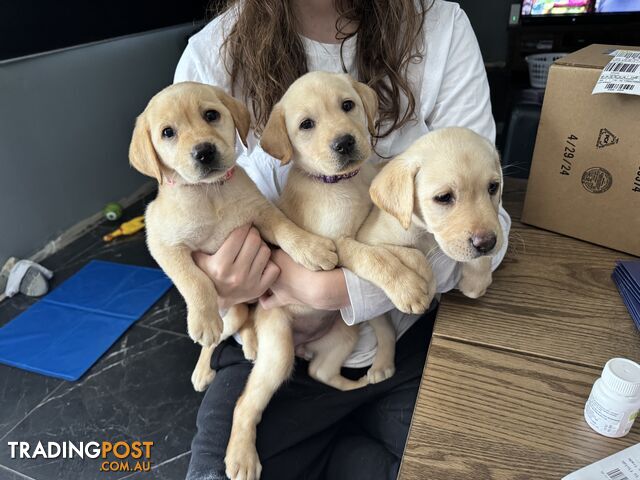 Labrador puppies