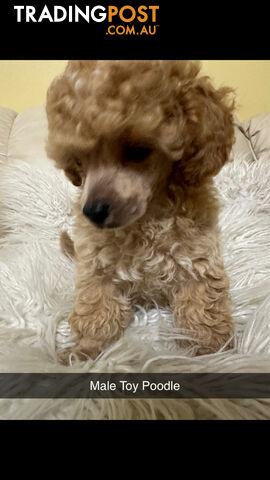 Toy Poodle