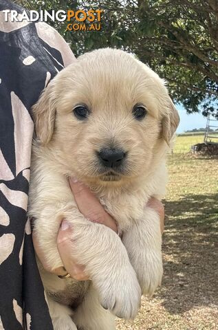 Golden Retriever Puppies Purebred