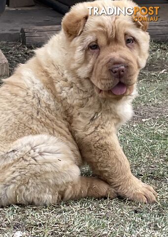 Shar Pei Puppies