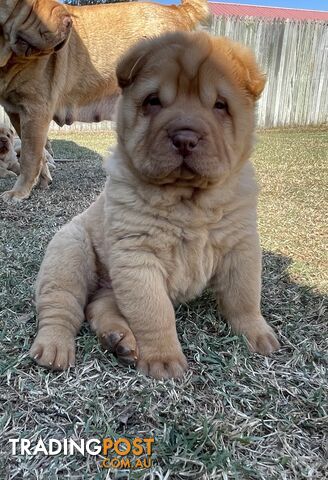 Shar Pei Puppies