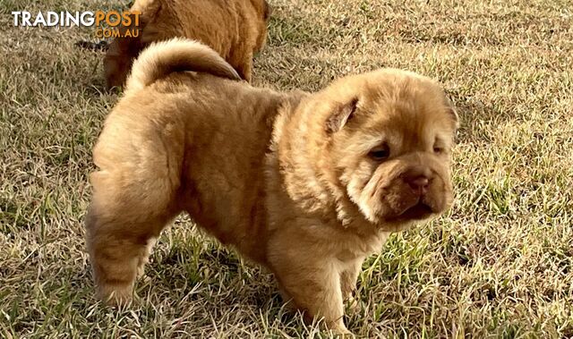 Shar Pei Puppies