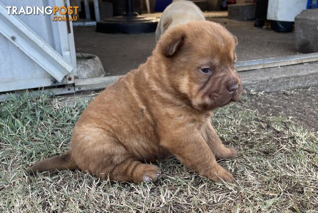 Shar Pei Puppies