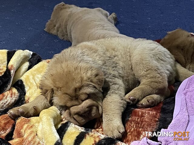 Shar Pei Puppies