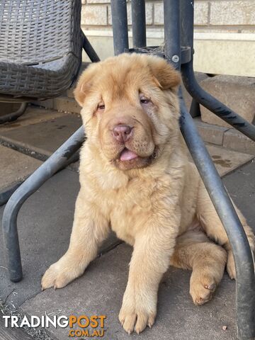 Shar Pei Puppies