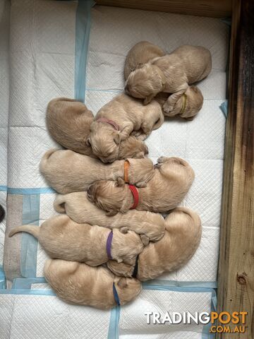 Golden Retriever Puppies available 26th of September 2024