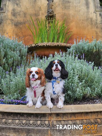 Beautiful healthy pair of Cavalier King Charles