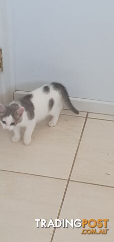2, 10 week old kittens