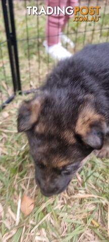 German Shepherd puppies