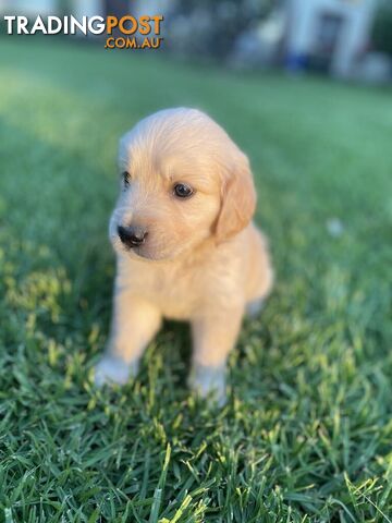 Golden Retriever Puppy