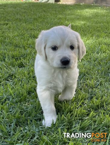 Golden Retriever Puppy