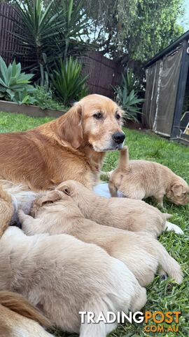 Golden retrievers Male and Female