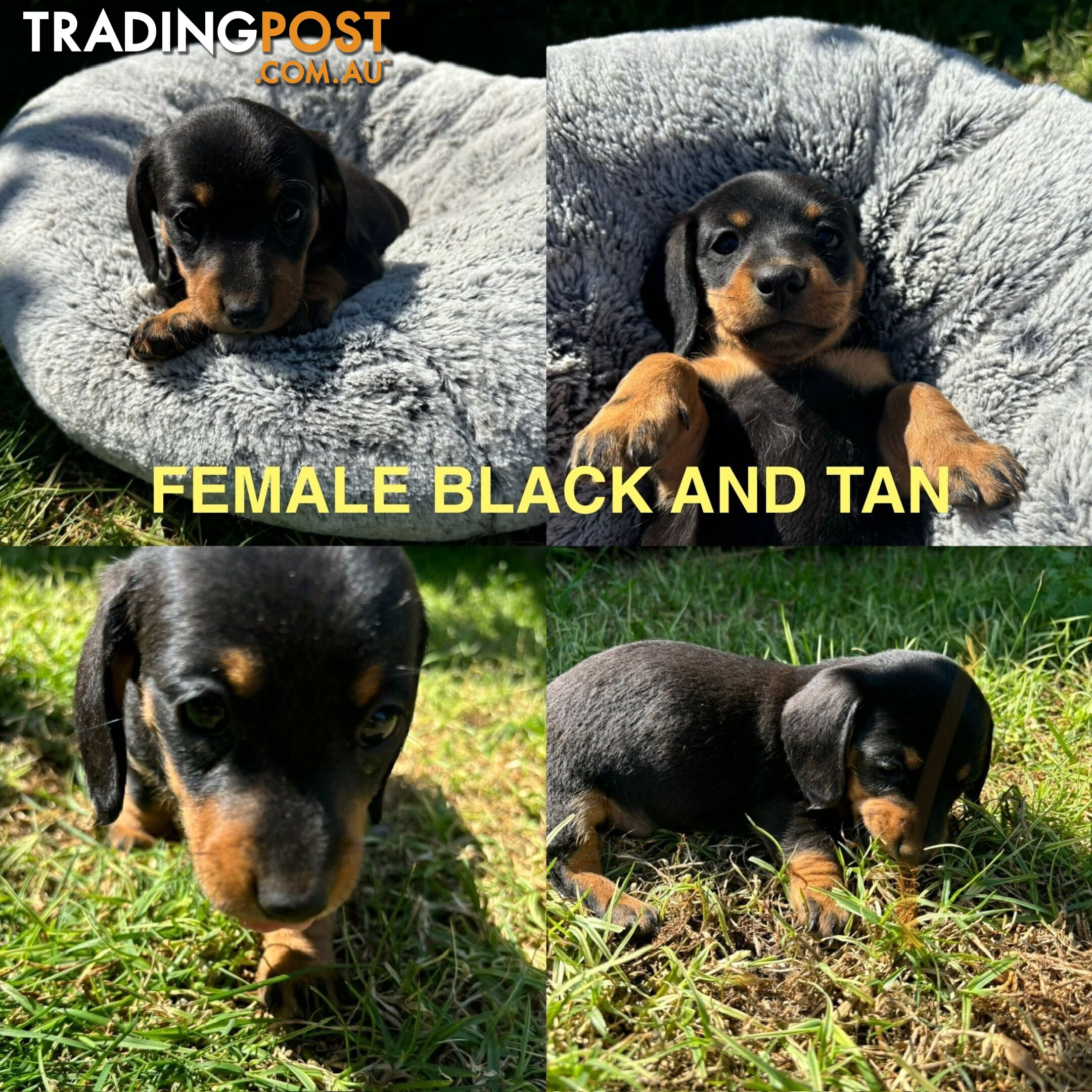 Mini Dachshund puppies