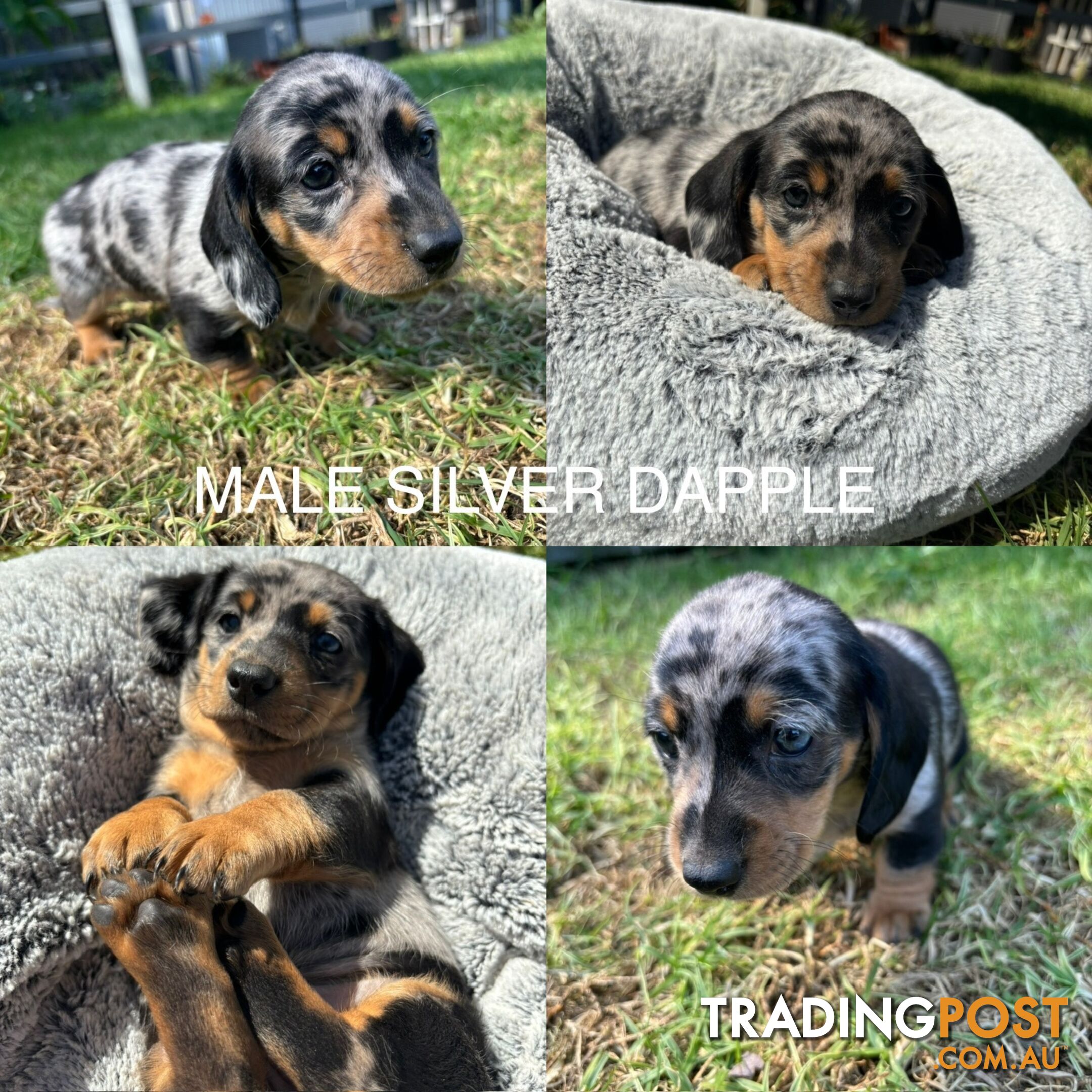 Mini Dachshund puppies