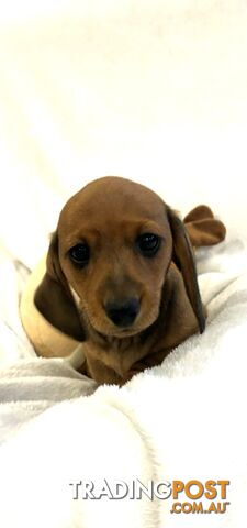 Mini Dachshund puppies