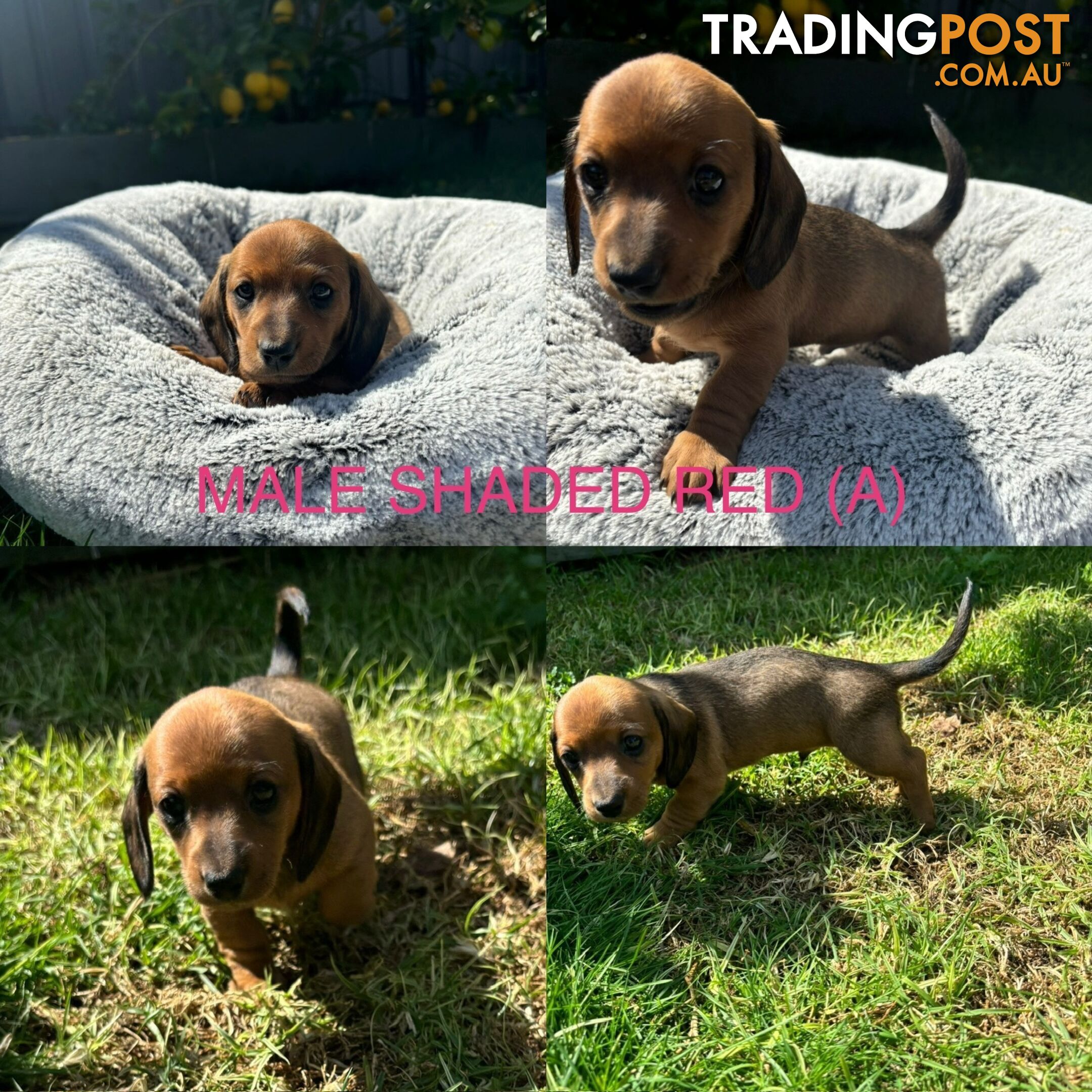 Mini Dachshund puppies