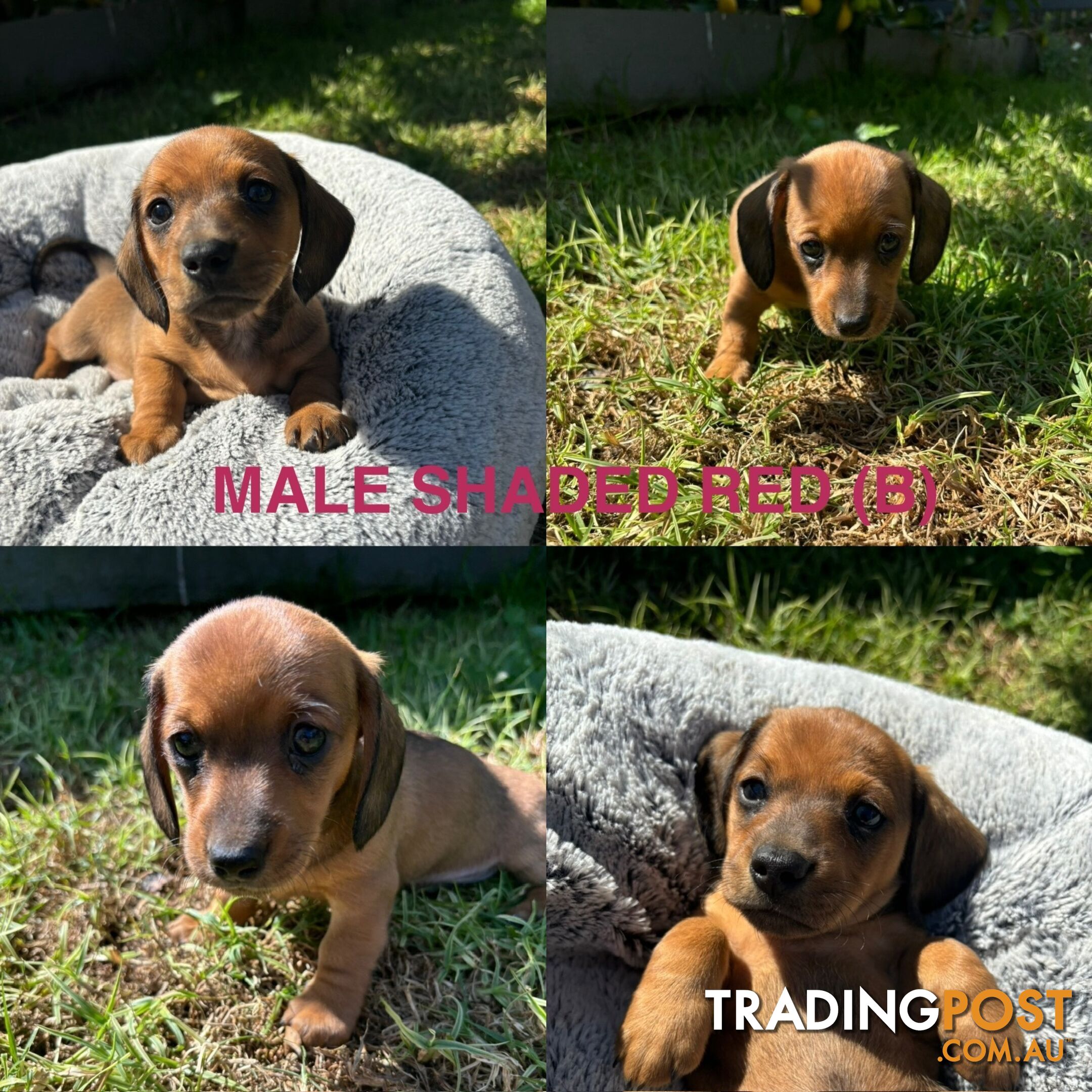 Mini Dachshund puppies