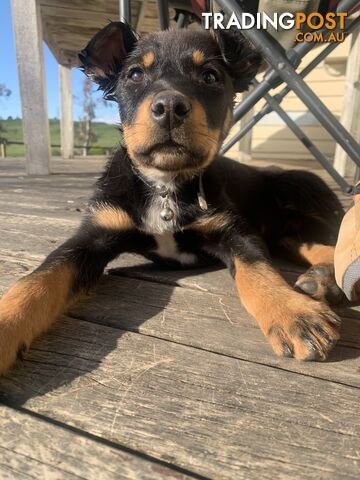 Kelpie pup