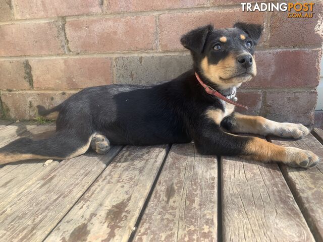 Kelpie pups