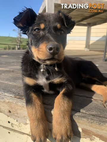 Kelpie pup