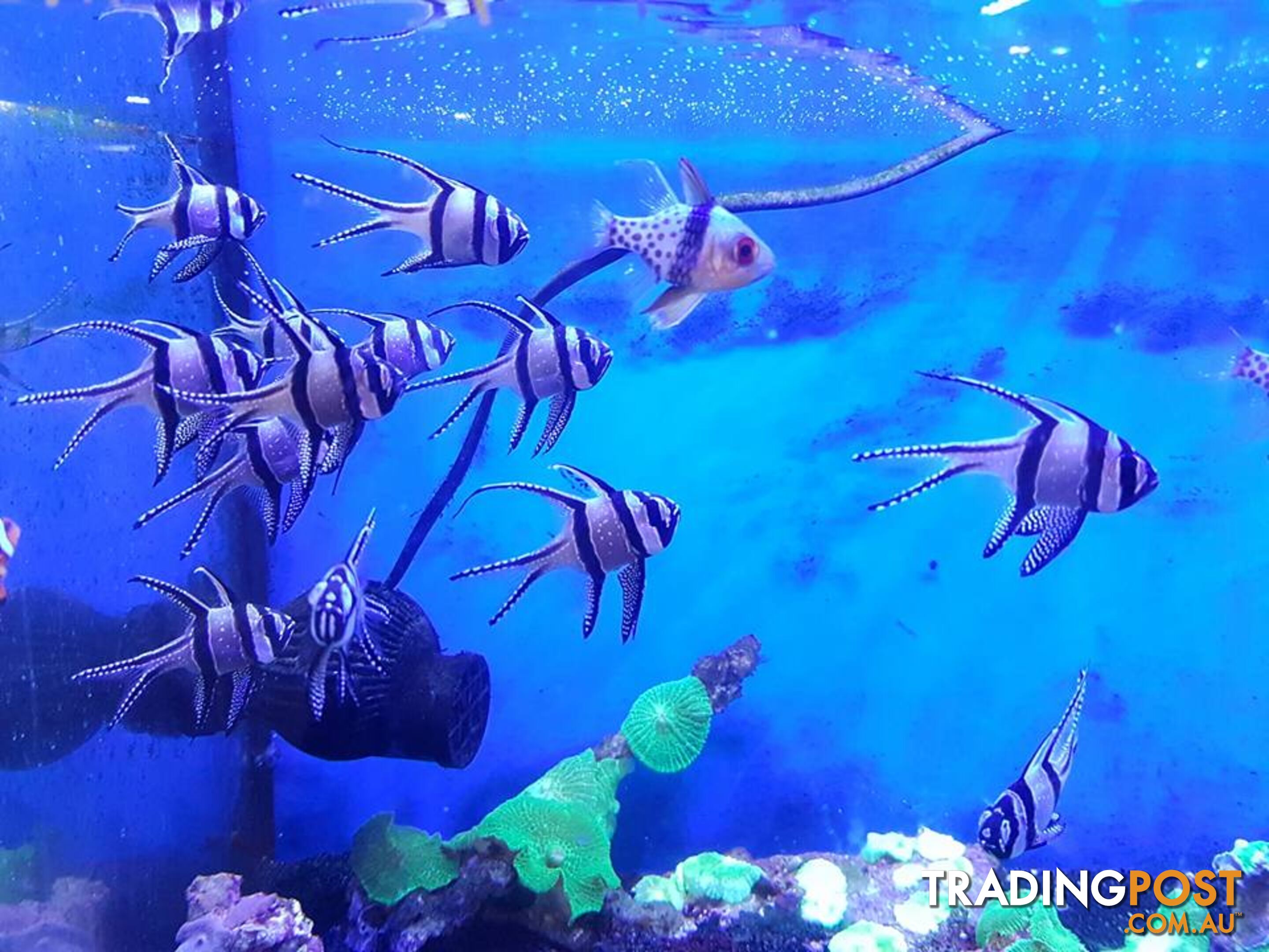 BANGGAI CARDINAL FISH