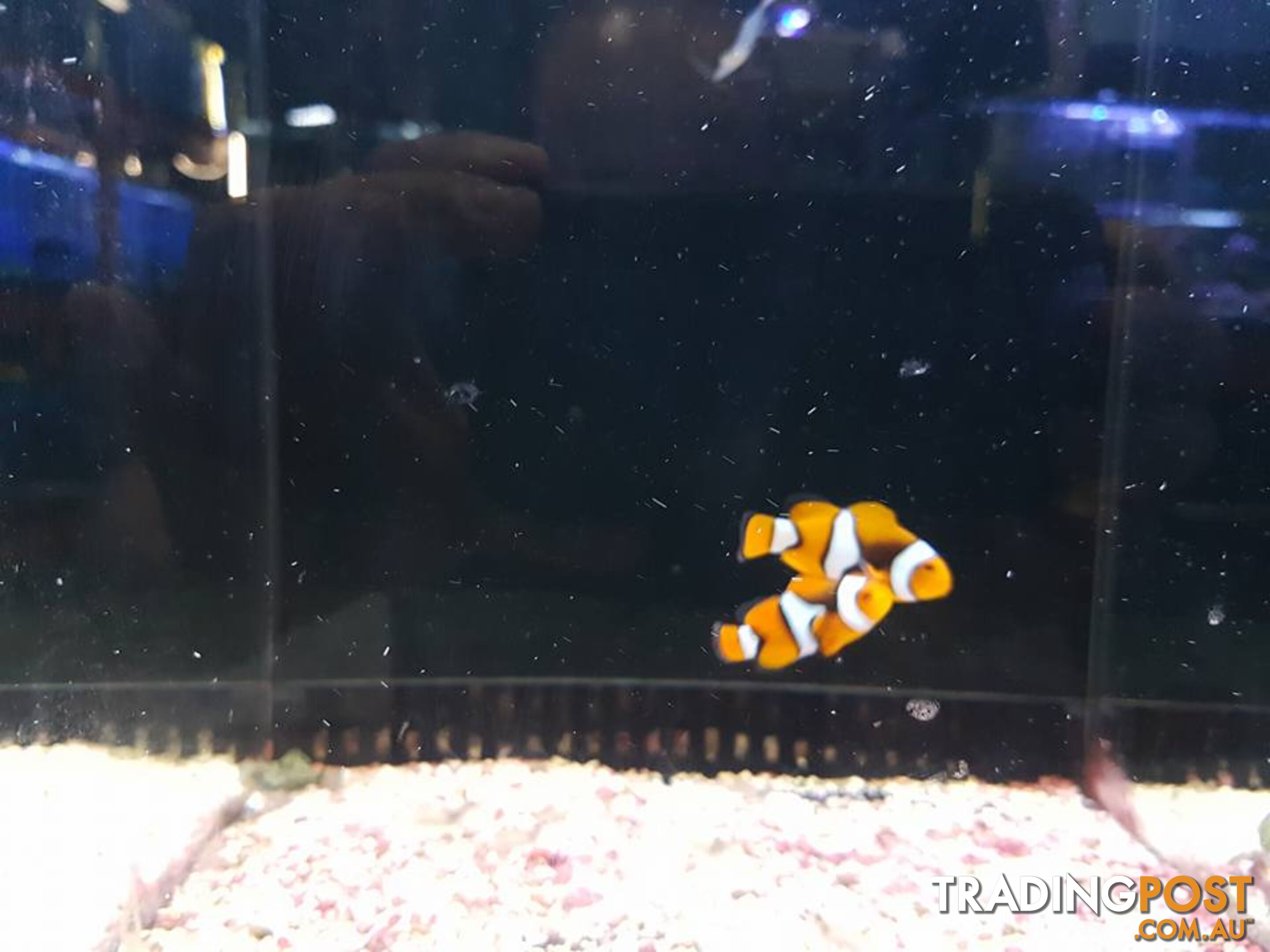 SNOWFLAKE CLOWN FISH  (1 PAIR)