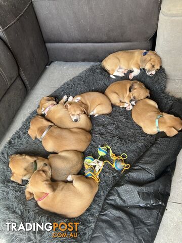 Chihuahua x beagle (CHEAGLE) puppies