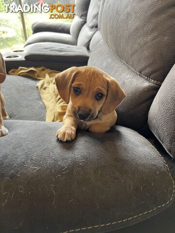 Chihuahua x beagle (CHEAGLE) puppies