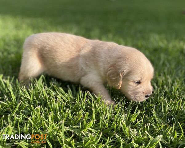 Golden Retriever Puppy