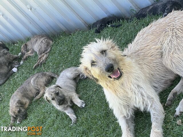 Irish Wolfhounds