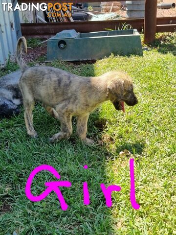 Irish Wolfhounds