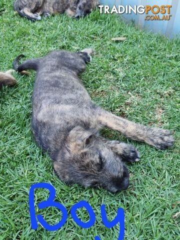 Irish Wolfhounds