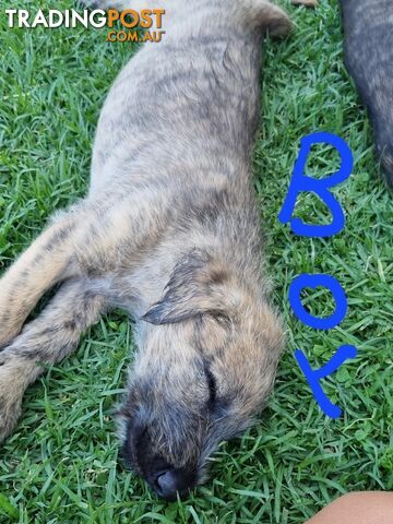 Irish Wolfhounds