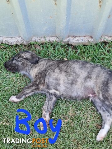 Irish Wolfhounds