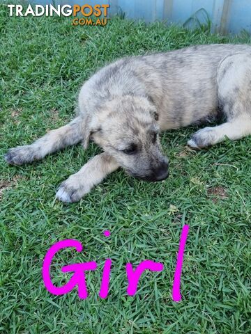 Irish Wolfhounds