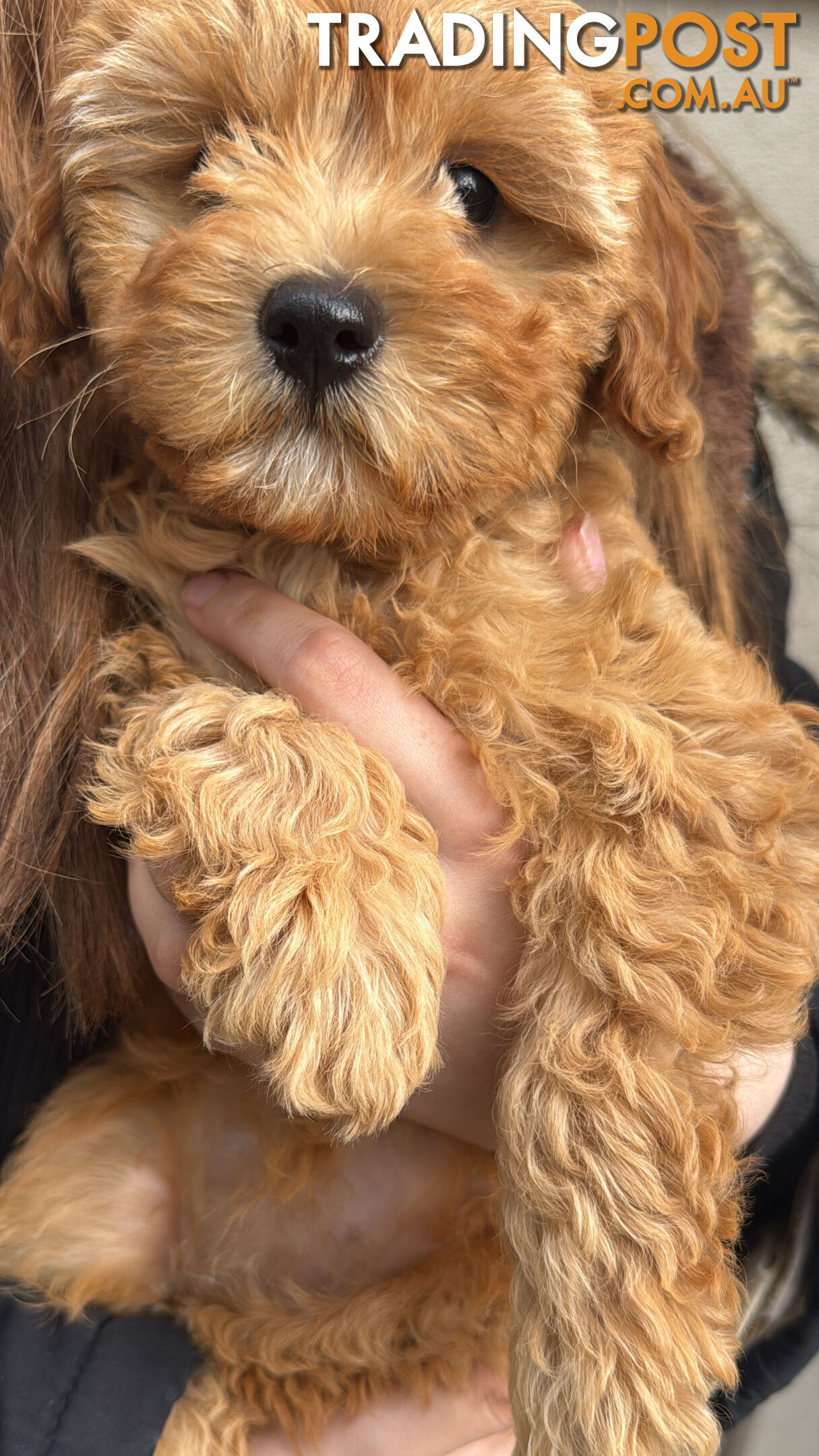 11-week-old female Cavoodle puppy